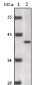 Human P16 Antibody